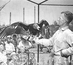 Photo of Lew with falcon on the glove